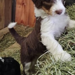Bordoodle Puppies from Brisby Bordoodles