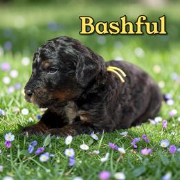 Bashful - Phantom male Poodle puppy in Pink Hill, North Carolina from Boodle's Standard Poodles