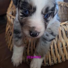 DIAMOND- bmf1 - Blue merle female Australian Shepherd puppy in Salem, Arkansas from Patchwork Kennels