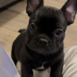 French Bulldog Puppies from A Quality French Bulldogs AZ