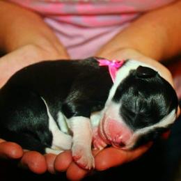 Border Collie Puppies from Zahara Border Collies