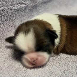 Sulley - Black gold and white male Shih Tzu puppy in Hemet, California from Aloha Shih Tzu
