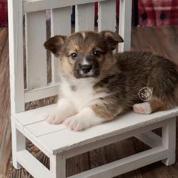 Rocket - Sable male Pembroke Welsh Corgi puppy in Austin, Texas from Cutest Corgi's of Austin