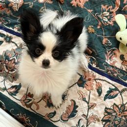 William - White and black male Papillon puppy in Howe, Oklahoma from Southern Sweet Papillons