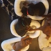 German Pinscher Puppies from RiverRAT Barn Hunt