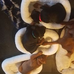 German Pinscher Puppies from RiverRAT Barn Hunt