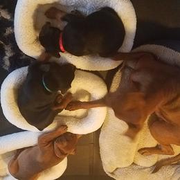 German Pinscher Puppies from RiverRAT Barn Hunt