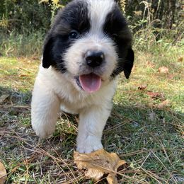 Saint Bernard Puppies from Magnolia Saint Bernards