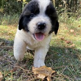 Saint Bernard Puppies from Magnolia Saint Bernards