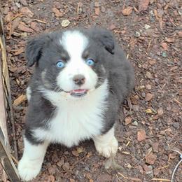 Clyde - Black tri male Miniature Australian Shepherd puppy in Leonard, Texas from Tin Roof Aussies