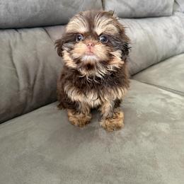 Ellie - Chocolate and tan female Shih Tzu puppy in Connersville, Indiana from Royal Blossom Shihtzus