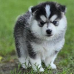 Pomeranians and Pomskies from Northern Cali Pomskies