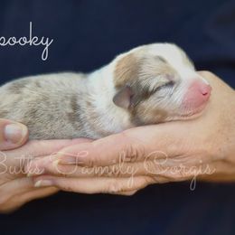 Spooky - Sable merle and white male American Corgi puppy in Cameron, North Carolina from Butts Family Corgis