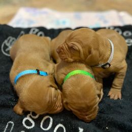 Vizsla Puppies from Kayla Peters' Vizslas