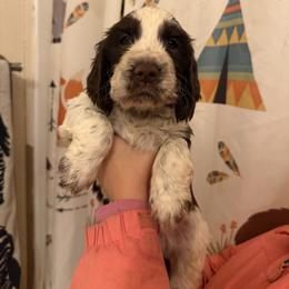 Olympus - Liver and white male English Springer Spaniel puppy in Huntingdon, Pennsylvania from Indian Creek Springers and Doxies