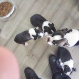 Pearl - Boston Terrier