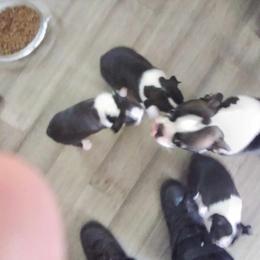 Pearl - Boston Terrier