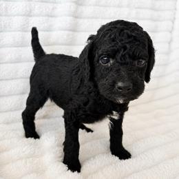 Cookie - Black female Poodle puppy in Calimesa, California from Teakwoodpoodleofsocal