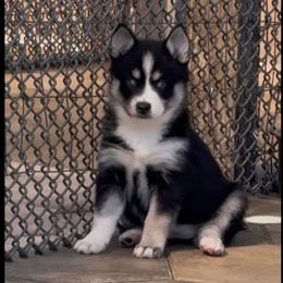 Luna - Black and white female Pomsky puppy in Spring Hill, Florida from PDQ Pomskies
