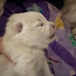 Baby Joker - Cream sable parti male Pomeranian puppy in Stockton, California from CutiePoms