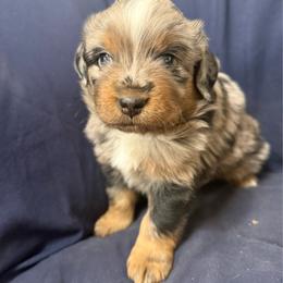 Rainier - Blue merle male Toy Australian Shepherd puppy in Medical Lake, Washington from MAS Gone Rogue