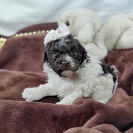 Coton de Tulear and Poodle Puppies from Legacy Pets