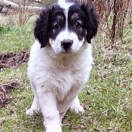 Kolache - Badger female Colorado Mountain Dog puppy in Cotopaxi, Colorado from Waterloo Mountain Farm