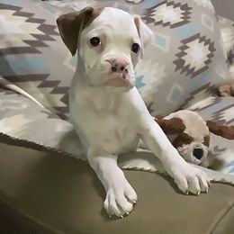 Girl 2 - Boxer puppy in Canterbury, Connecticut from Franklin’s Boxers