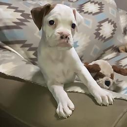 Girl 2 - Boxer puppy in Canterbury, Connecticut from Franklin’s Boxers