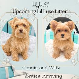 Yorkshire Terrier puppies from Lil Luxe Pups