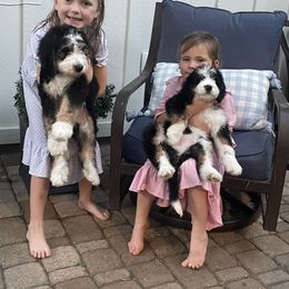 Bernedoodle and Goldendoodle Puppies from Central Texas Doodles