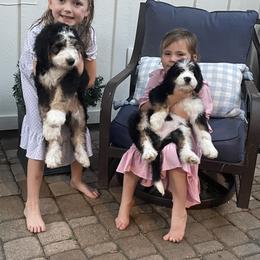 Bernedoodle and Goldendoodle Puppies from Central Texas Doodles