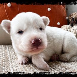 Bogey - White female Siberian Husky puppy in Union Grove, Alabama from Southern Siberian Life