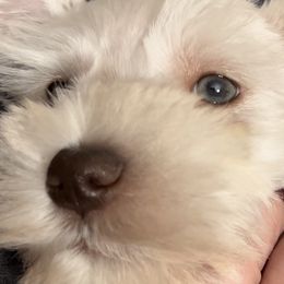 Boy 5 - Miniature Schnauzer puppy in Hull, Georgia from Ardent Miniature Schnauzers of Athens