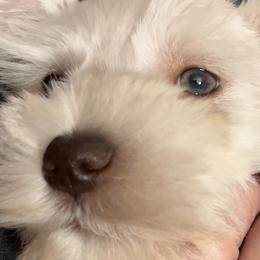 Boy 5 - Miniature Schnauzer puppy in Hull, Georgia from Ardent Miniature Schnauzers of Athens