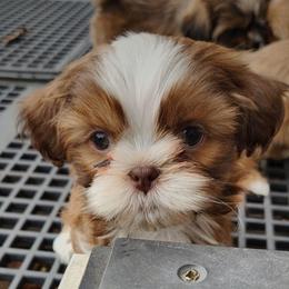 Blaze - Sable and white male Shih Tzu puppy in Wolcottville, Indiana from Ducky's Doodles