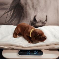 Irish Setter and Labrador Retriever Puppies from Down setters and labs