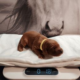 Irish Setter and Labrador Retriever Puppies from Down setters and labs
