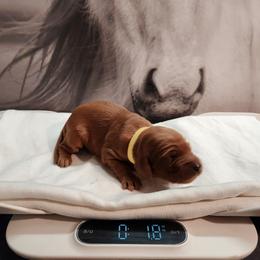 Irish Setter and Labrador Retriever Puppies from Down setters and labs
