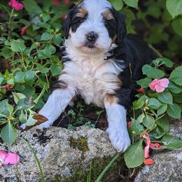 Bernedoodle Puppies from Mountain Top Bernedoodles
