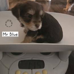 Mr Blue - Chocolate and tan male Yorkshire Terrier puppy in Dover, Delaware from Lewis Precious Paws
