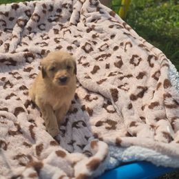 French Bulldog, Goldendoodle, and Mal-Shi Puppies from Courtney Nicole's Goldendoodles