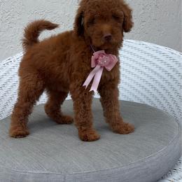 Rafa - Red  female Goldendoodle puppy in Davie, Florida from Daviegoldendoodles