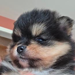 Adkpom Daphne - Black and tan female Pomeranian puppy in Gloversville, New York from ADKPOM Adirondack Pomeranians