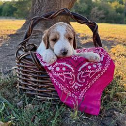 Fushia - Parti female Goldendoodle puppy in Celina, Texas from Kennedy Doodles