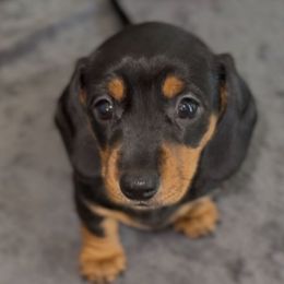Kali - Black and tan female Dachshund puppy in Sutherland, Virginia from Sutherland Estates Dachshunds