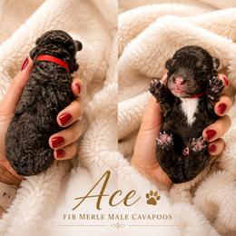Ace - Red Boy - Merle male Cavapoo puppy in Highland, Utah from Angel Pups Deluxe