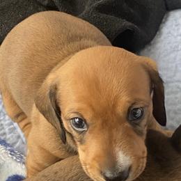 Red Bud - Red male Dachshund puppy in Wagener, South Carolina from Rock Lake Farm
