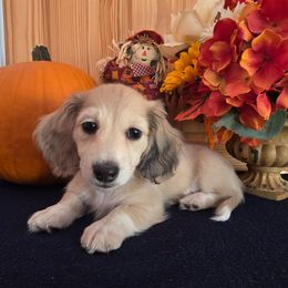 Plumera - Dapple female Dachshund puppy in Centerville, Georgia from Mel's LowRider Ranch