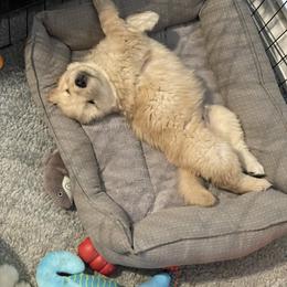Golden Retriever Puppies from Riverstone Goldens